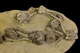 Plate of Five Jimbacrinus Crinoid Fossils - Australia #129405-2